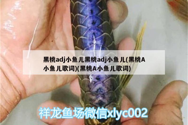 黑桃adj小魚(yú)兒黑桃adj小魚(yú)兒(黑桃A小魚(yú)兒歌詞)(黑桃A小魚(yú)兒歌詞) 大嘴鯨魚(yú)