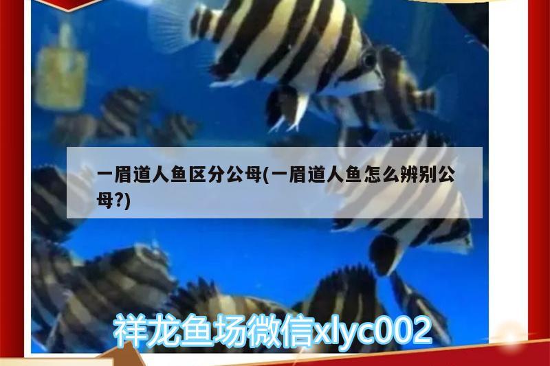 一眉道人魚(yú)區(qū)分公母(一眉道人魚(yú)怎么辨別公母?) 一眉道人魚(yú)