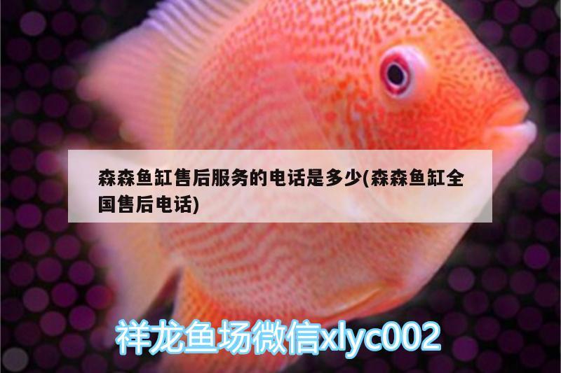 森森魚缸售后服務的電話是多少(森森魚缸全國售后電話) B級過背金龍魚