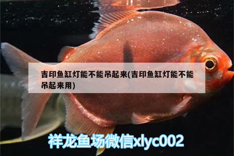 吉印魚(yú)缸燈能不能吊起來(lái)(吉印魚(yú)缸燈能不能吊起來(lái)用)