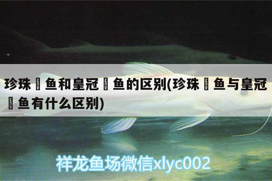 珍珠魟魚和皇冠魟魚的區(qū)別(珍珠魟魚與皇冠魟魚有什么區(qū)別) 白子球鯊魚