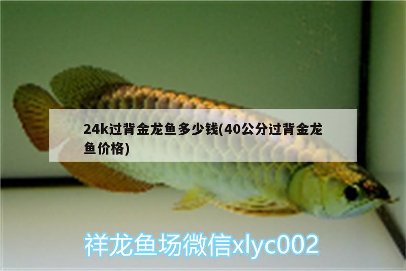 24k過背金龍魚多少錢(40公分過背金龍魚價格) 金龍魚百科