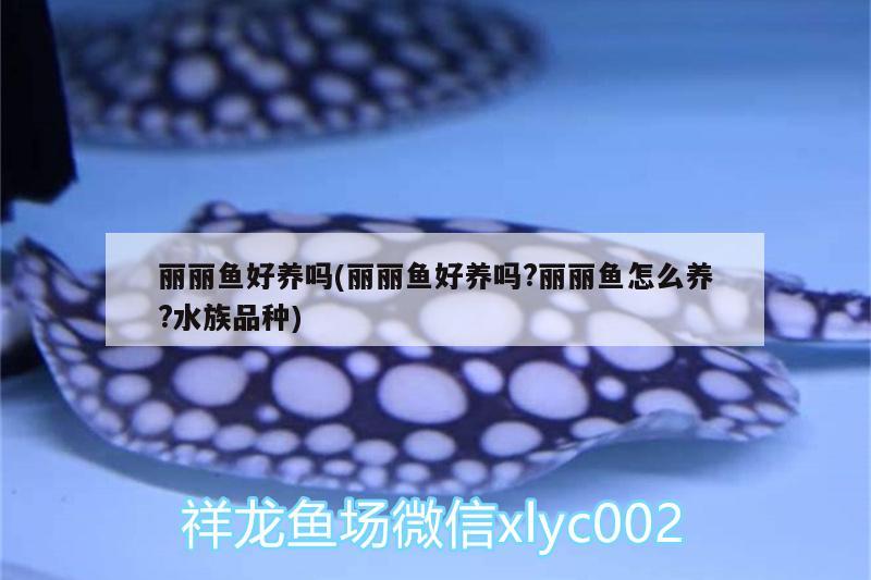 麗麗魚好養(yǎng)嗎(麗麗魚好養(yǎng)嗎?麗麗魚怎么養(yǎng)?水族品種) 過背金龍魚