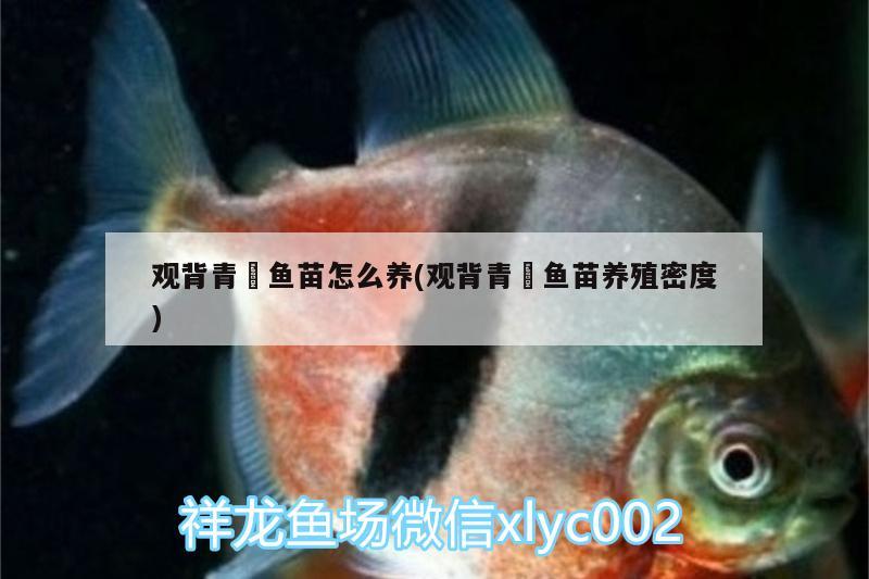 觀背青鳉魚苗怎么養(yǎng)(觀背青鳉魚苗養(yǎng)殖密度)