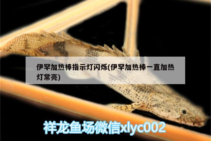 伊罕加熱棒指示燈閃爍(伊罕加熱棒一直加熱燈常亮) 伊罕水族