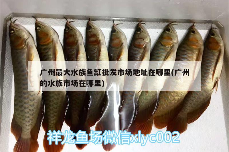 廣州最大水族魚缸批發(fā)市場地址在哪里(廣州的水族市場在哪里)