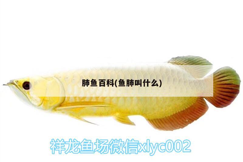 肺魚百科(魚肺叫什么) 肺魚