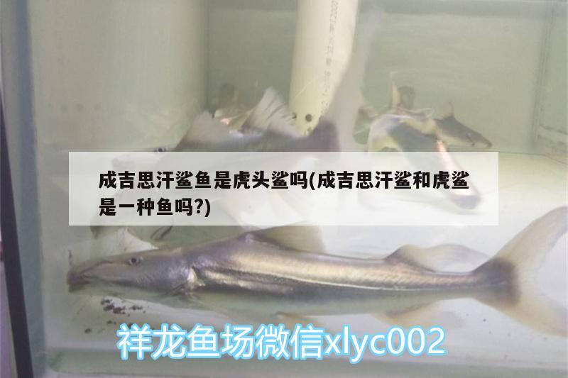 成吉思汗鯊魚是虎頭鯊嗎(成吉思汗鯊和虎鯊是一種魚嗎?) 成吉思汗鯊（球鯊）魚