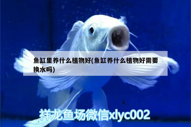 魚(yú)缸里養(yǎng)什么植物好(魚(yú)缸養(yǎng)什么植物好需要換水嗎) 超血紅龍魚(yú)