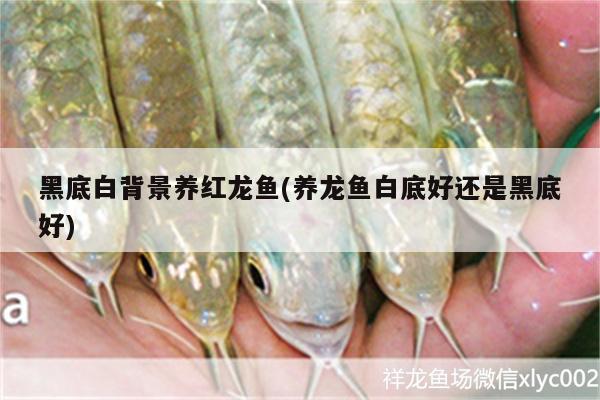 黑底白背景養(yǎng)紅龍魚(養(yǎng)龍魚白底好還是黑底好)