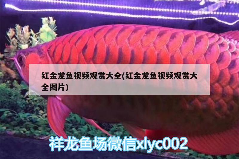 紅金龍魚視頻觀賞大全(紅金龍魚視頻觀賞大全圖片)