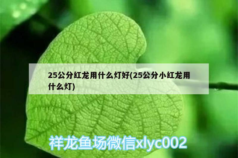 25公分紅龍用什么燈好(25公分小紅龍用什么燈)