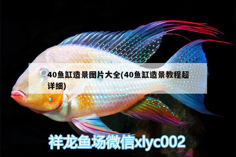 40魚缸造景圖片大全(40魚缸造景教程超詳細) 大白鯊魚苗