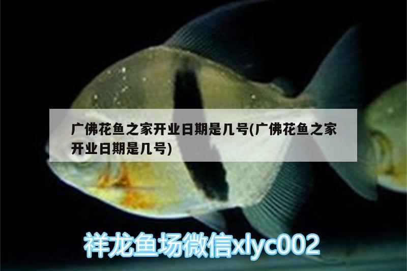 廣佛花魚(yú)之家開(kāi)業(yè)日期是幾號(hào)(廣佛花魚(yú)之家開(kāi)業(yè)日期是幾號(hào))