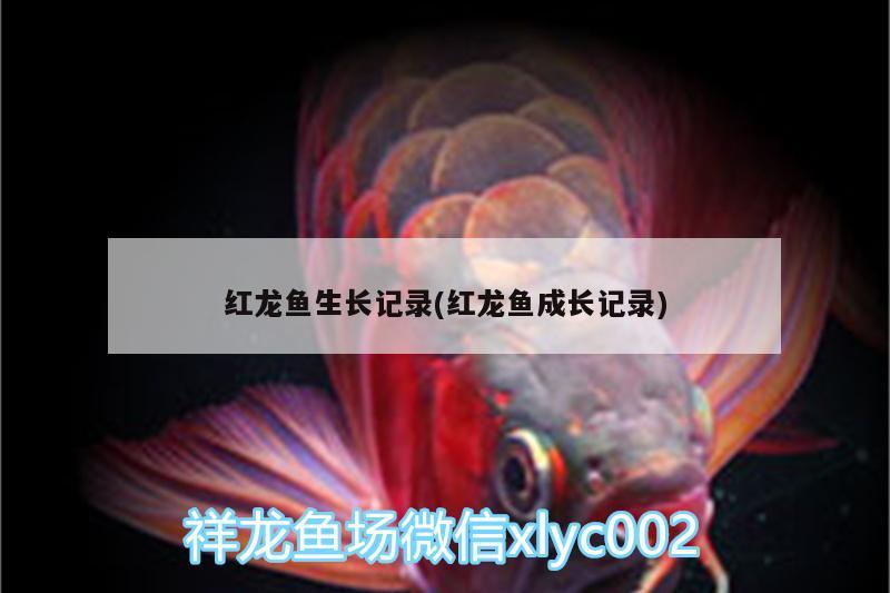 紅龍魚生長記錄(紅龍魚成長記錄)