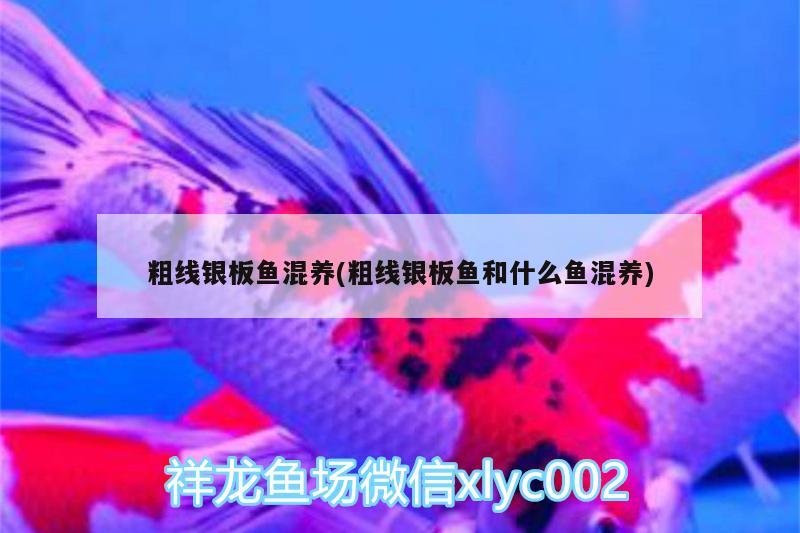 粗線銀板魚混養(yǎng)(粗線銀板魚和什么魚混養(yǎng)) 其它水族用具設(shè)備