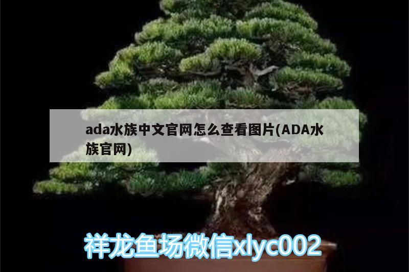 ada水族中文官網(wǎng)怎么查看圖片(ADA水族官網(wǎng)) 白子銀龍魚(yú)苗