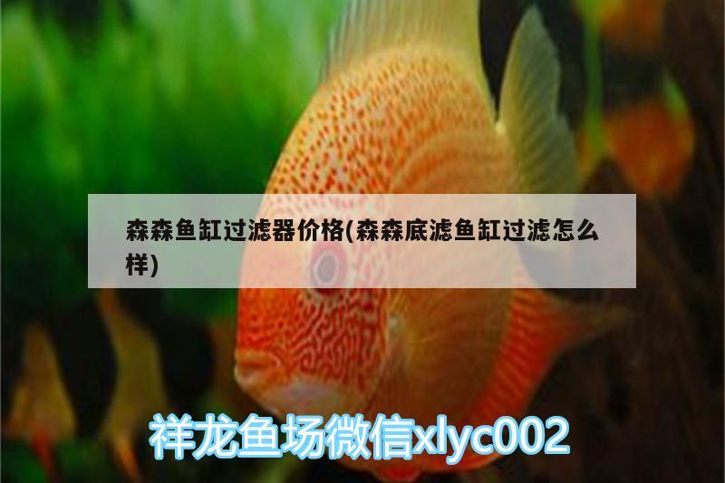 森森魚缸過濾器價格(森森底濾魚缸過濾怎么樣)