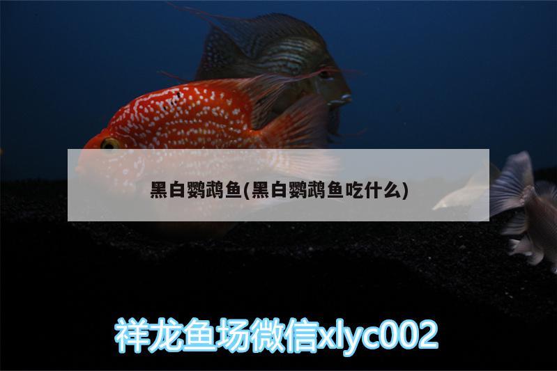 黑白鸚鵡魚(黑白鸚鵡魚吃什么)