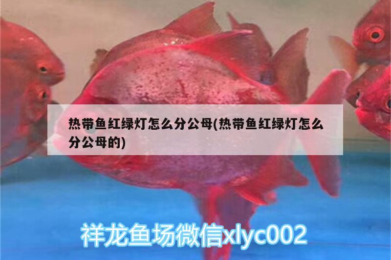 熱帶魚紅綠燈怎么分公母(熱帶魚紅綠燈怎么分公母的) 藍(lán)帆三間魚