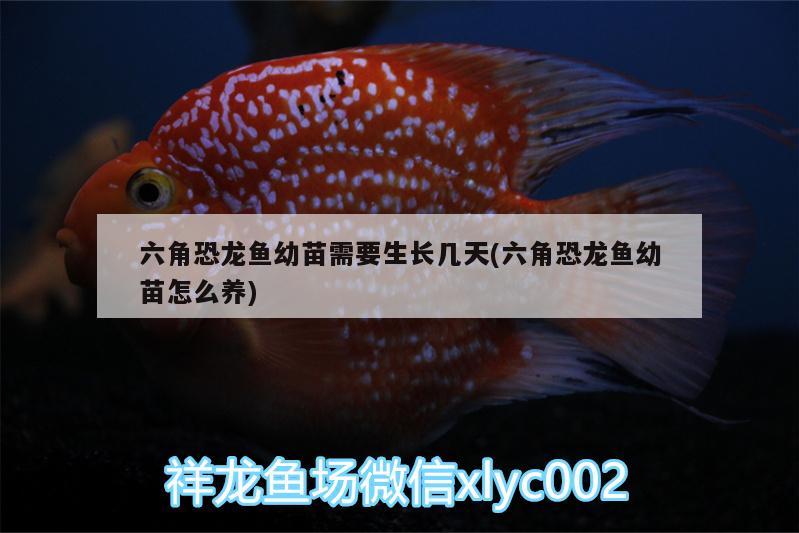 六角恐龍魚幼苗需要生長幾天(六角恐龍魚幼苗怎么養(yǎng)) 巴西亞魚