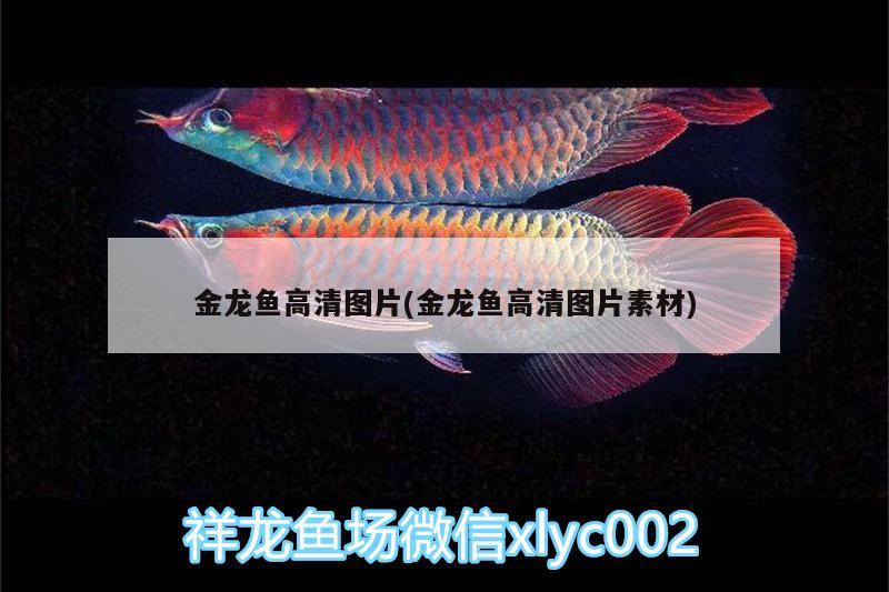 金龍魚高清圖片(金龍魚高清圖片素材)