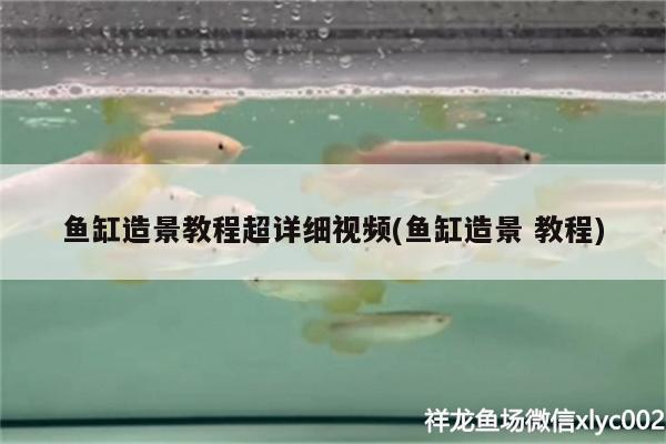 魚缸造景教程超詳細(xì)視頻(魚缸造景教程) 黃金貓魚百科