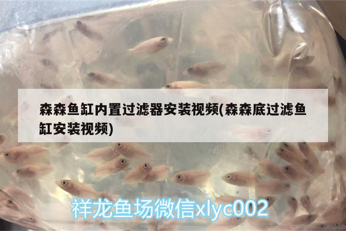 森森魚缸內(nèi)置過濾器安裝視頻(森森底過濾魚缸安裝視頻) 申古銀版魚