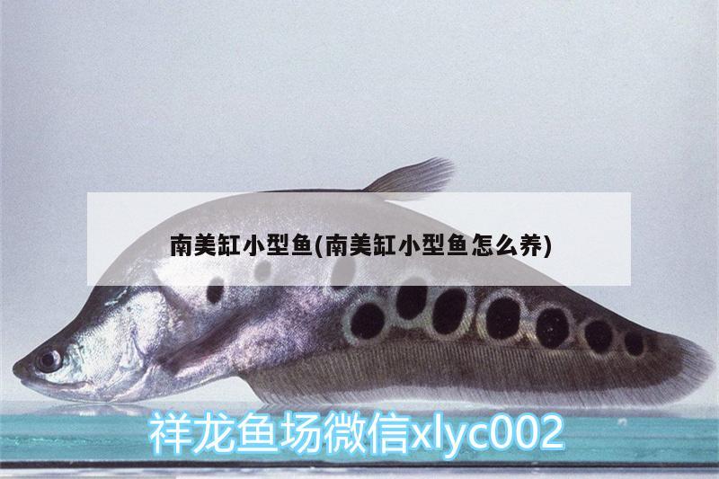 南美缸小型魚(南美缸小型魚怎么養(yǎng)) 廣州龍魚批發(fā)市場