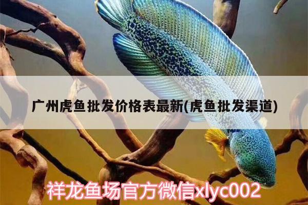 廣州虎魚批發(fā)價格表最新(虎魚批發(fā)渠道) 虎魚百科