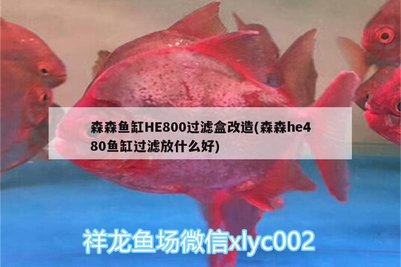 森森魚缸HE800過濾盒改造(森森h(huán)e480魚缸過濾放什么好) 金老虎魚