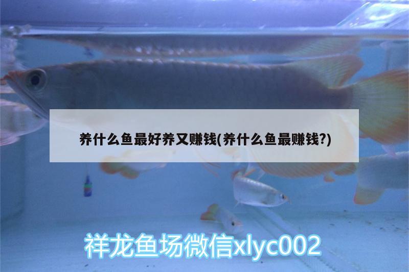 養(yǎng)什么魚最好養(yǎng)又賺錢(養(yǎng)什么魚最賺錢?) 細(xì)線銀版魚 第2張