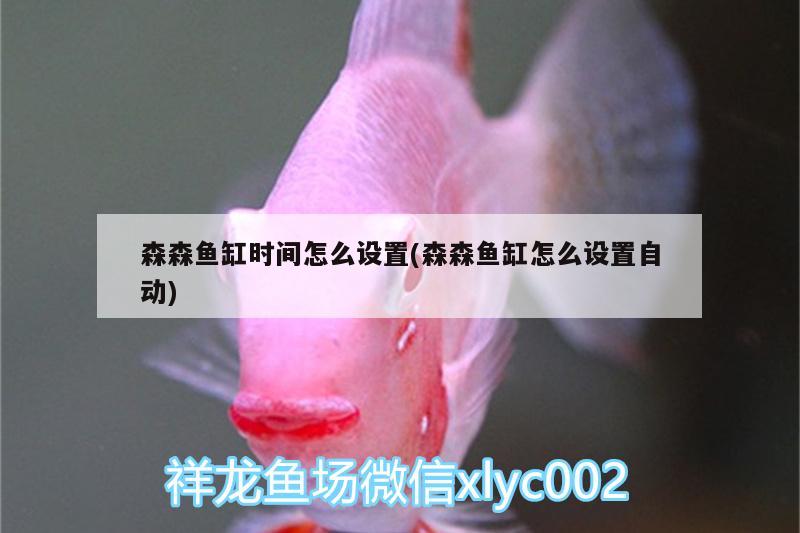 森森魚缸時間怎么設(shè)置(森森魚缸怎么設(shè)置自動) 非洲金鼓魚