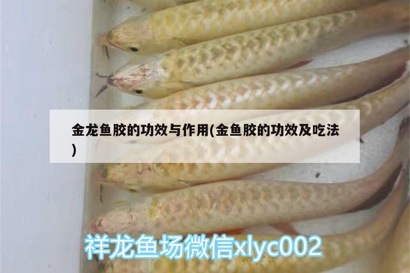 金龍魚膠的功效與作用(金魚膠的功效及吃法)