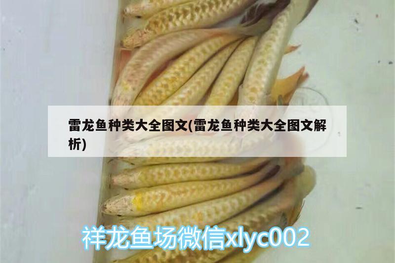 雷龍魚(yú)種類大全圖文(雷龍魚(yú)種類大全圖文解析) 非洲金鼓魚(yú)