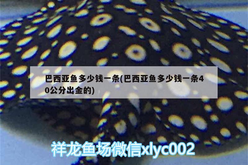 巴西亞魚多少錢一條(巴西亞魚多少錢一條40公分出金的)