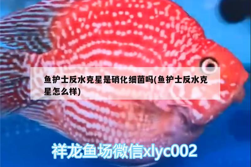 魚護士反水克星是硝化細菌嗎(魚護士反水克星怎么樣) 硝化細菌