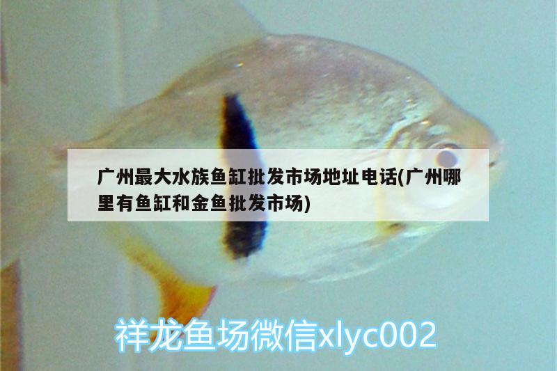 廣州最大水族魚缸批發(fā)市場地址電話(廣州哪里有魚缸和金魚批發(fā)市場) 觀賞魚百科