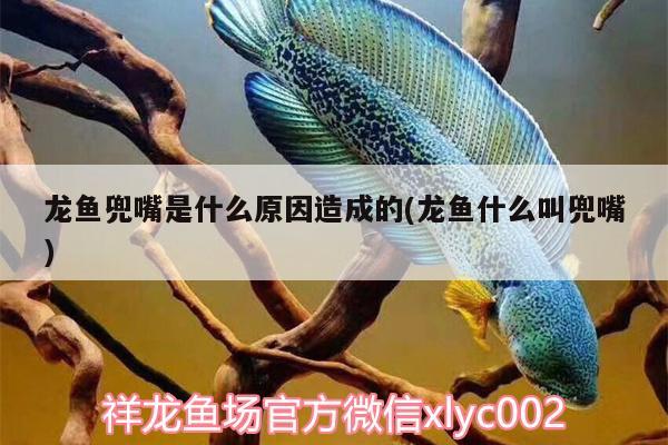 龍魚兜嘴是什么原因造成的(龍魚什么叫兜嘴)