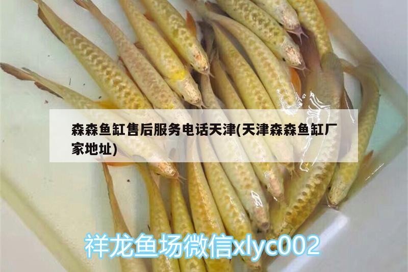 森森魚缸售后服務(wù)電話天津(天津森森魚缸廠家地址) 龍鳳鯉魚