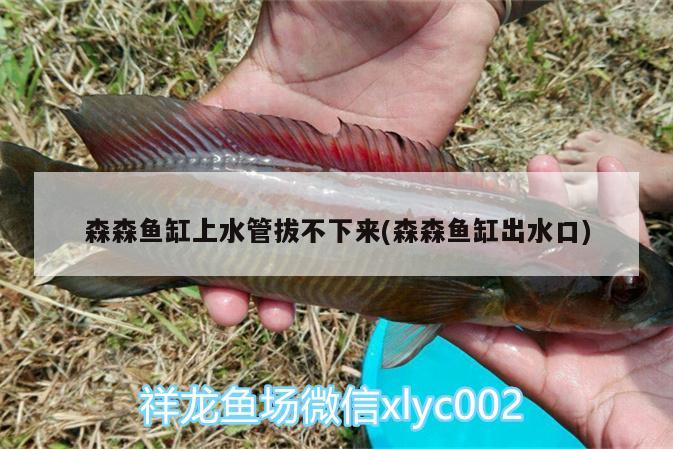 森森魚缸上水管拔不下來(森森魚缸出水口) 七紋巨鯉魚