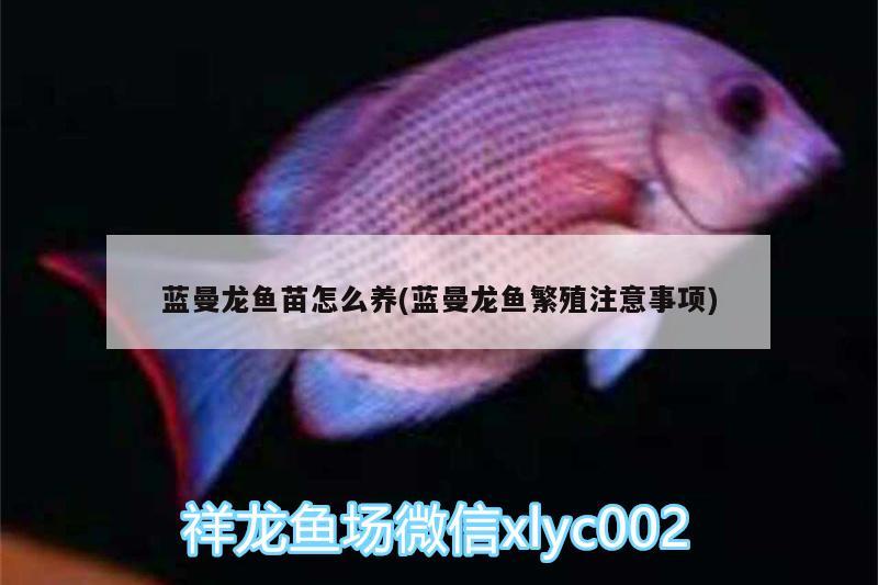 藍(lán)曼龍魚苗怎么養(yǎng)(藍(lán)曼龍魚繁殖注意事項(xiàng)) 水族燈（魚缸燈）