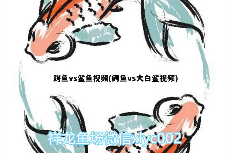 鱷魚vs鯊魚視頻(鱷魚vs大白鯊視頻)