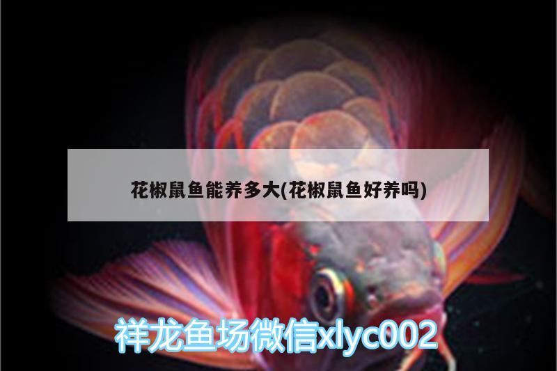 花椒鼠魚能養(yǎng)多大(花椒鼠魚好養(yǎng)嗎)