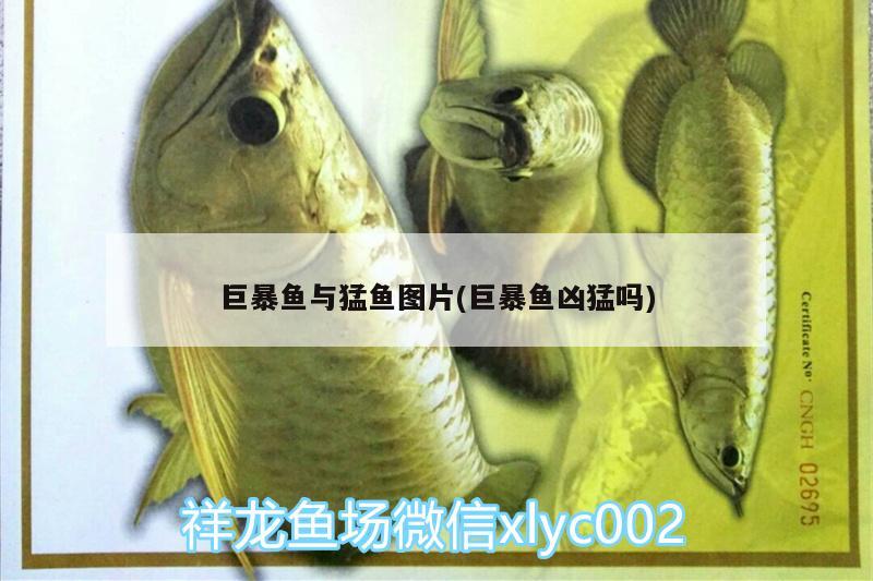 巨暴魚與猛魚圖片(巨暴魚兇猛嗎) 狗仔（招財(cái)貓)魚苗