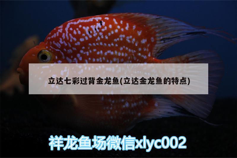 立達(dá)七彩過(guò)背金龍魚(yú)(立達(dá)金龍魚(yú)的特點(diǎn)) 立達(dá)金龍魚(yú)