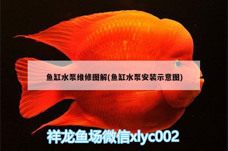 魚缸水泵維修圖解(魚缸水泵安裝示意圖) 魚缸水泵