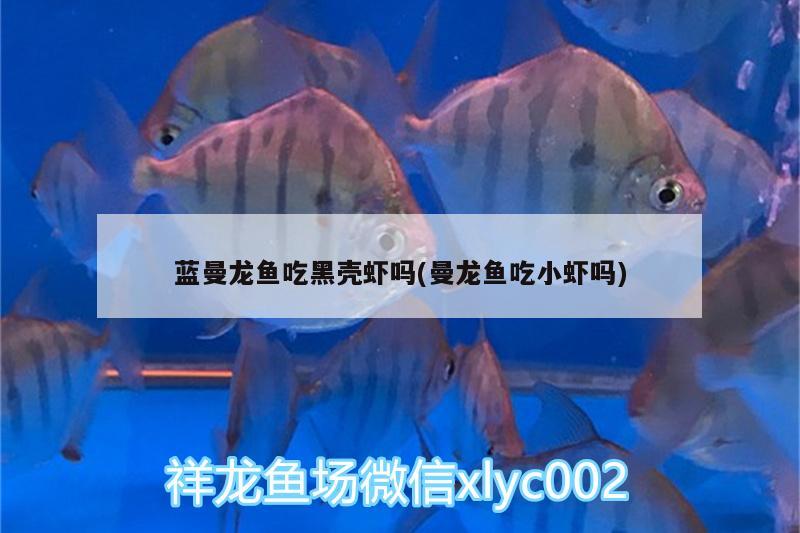 藍(lán)曼龍魚吃黑殼蝦嗎(曼龍魚吃小蝦嗎) 高背金龍魚