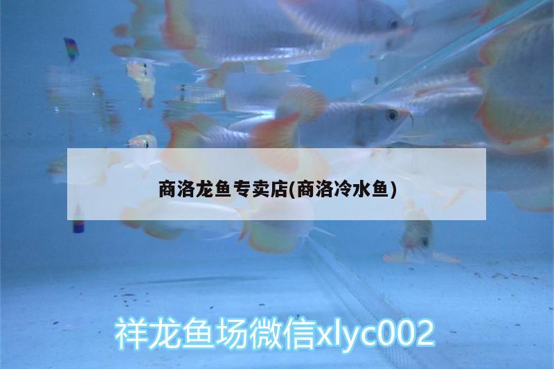 商洛龍魚專賣店(商洛冷水魚)