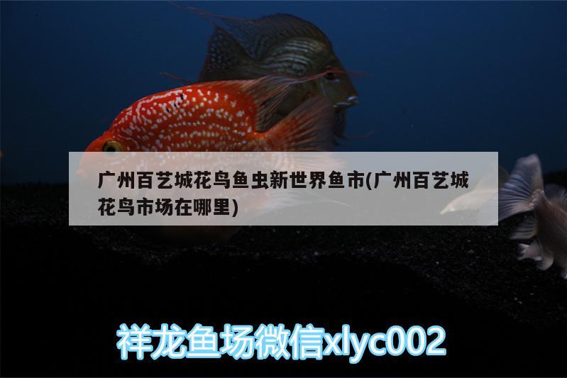 廣州百藝城花鳥魚蟲新世界魚市(廣州百藝城花鳥市場(chǎng)在哪里)